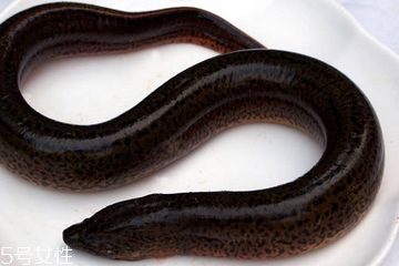 黄鳝能和丝瓜一起吃吗 做汤炒都可以,黄鳝能和丝瓜一起吃吗?