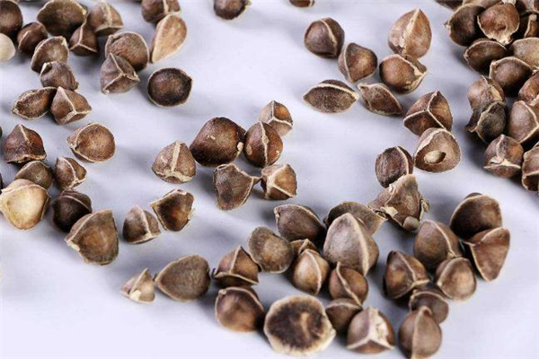 辣木籽每天吃几粒,辣木籽每天吃几粒合适