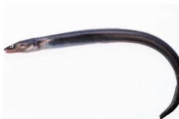 鳗鱼清蒸怎么做好吃窍门,清蒸鳗鱼的做法窍门