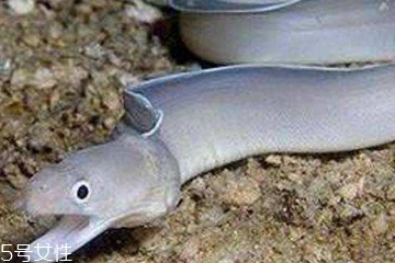 鳗鱼为什么那么贵,鳗鱼为什么那么贵 它的营养价值是什么成分