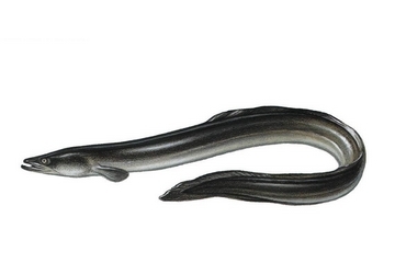 鳗鱼会放电吗,鳗鱼放电会电到自己吗