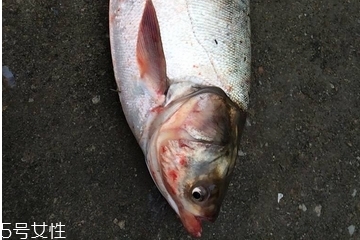 鲢鱼和草鱼哪个刺少,草鱼和花鲢鱼哪个刺少 鲢鱼和草鱼哪个刺少,草鱼和花鲢鱼哪个刺少