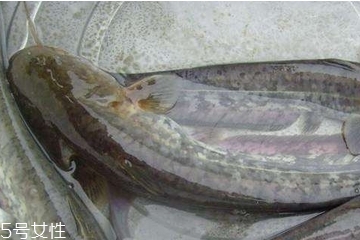 鲶鱼是发物吗?,鲶鱼是发物吗哪些人不可以吃