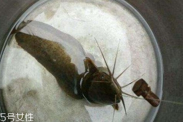 鲶鱼是吃什么长大的,鲶鱼养殖吃什么长得快