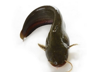 鲶鱼是世界上最脏的鱼吗?,鲶鱼是世界上最脏的鱼图片