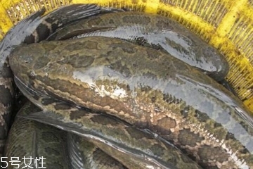 黑鱼头能吃吗,怎么处理,黑鱼头能吃吗?