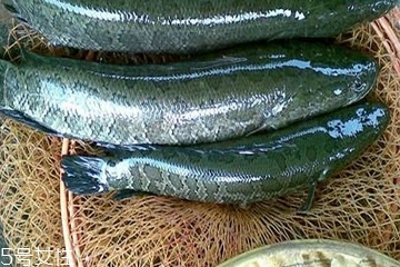 黑鱼为什么有粘液,黑鱼为什么有粘液能吃吗