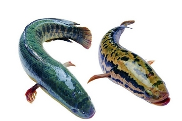 黑鱼为什么叫孝鱼,黑鱼又叫孝鱼吗 黑鱼为什么叫孝鱼,黑鱼又叫孝鱼吗