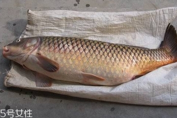 鲤鱼肉是红色的正常吗,鲤鱼肉是红色的是咋回事