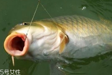 鲤鱼为什么要抽筋才能吃,鲤鱼为什么要抽筋? 鲤鱼为什么要抽筋才能吃,鲤鱼为什么要抽筋?