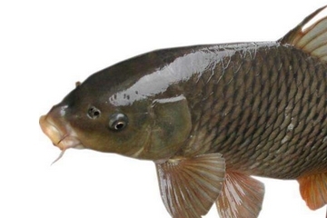 鲫鱼能和胡萝卜一起吃吗?,鲫鱼可以和胡萝卜一起吃吗?