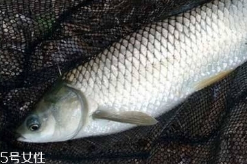 非洲鲫鱼是淡水鱼吗,鲫鱼是淡水鱼吗