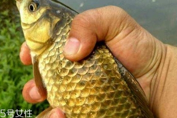 鲫鱼是发物吗?,鲫鱼是发物吗什么人不能吃