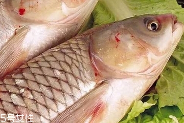 黄骨鱼可以和草鱼一起养吗,鱼草哪种好