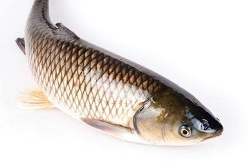 草鱼是鲫鱼吗?它们和鲤鱼有什么区别,草鱼是鲫鱼吗