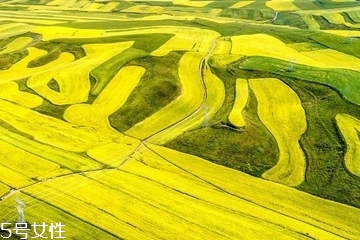 菜籽油是酸性还是碱性食物,菜籽油是酸性还是碱性?