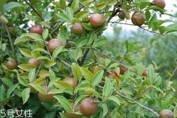 茶油是什么油,茶油是什么做的