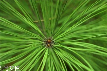 松针的功效和作用图片,松针的作用和功效