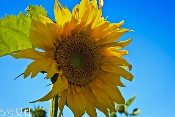 葵花籽油会上火吗,葵花籽油是不是容易上火