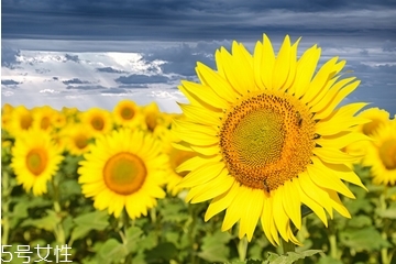 葵花籽油什么牌子的好,葵花籽油怎么吃最好