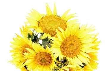 葵花籽油哪个品牌质量好,什么牌子的葵花籽油好