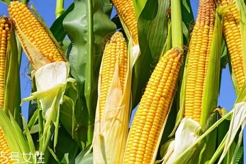 玉米油是怎么榨的视频,玉米油是怎么榨的