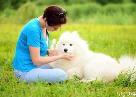 分离焦虑症的狗狗怎么训练(狗狗分离焦虑症怎么改正)