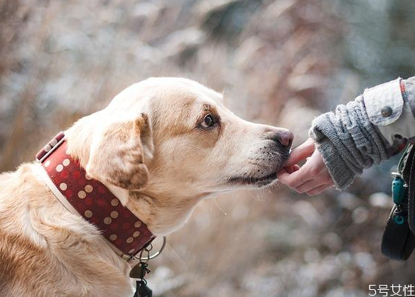 狗狗第三一口气要撑多久(狗狗第三一口气要撑多久是和告别吗?)