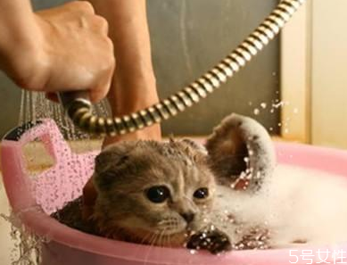 对于不能使用吹风机的猫咪(猫不能用吹风机吹吗) 对于不能使用吹风机的猫咪(猫不能用吹风机吹吗)