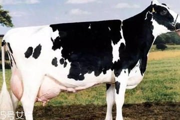 哪个国家牛奶质量最好,牛奶哪个国家最好?