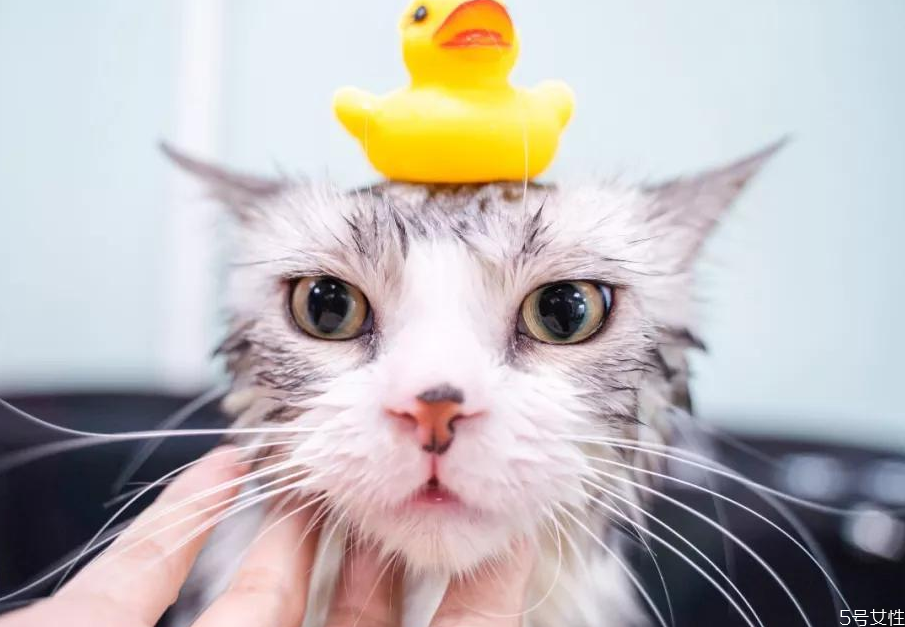 pola黑ba使用方法(pola黑ba化妆水怎么用)