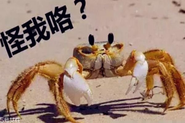 黑巧克力的功效(黑巧克力的功效和作用)