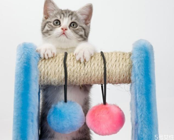 猫厕所怎么清洁(猫上完厕所怎么清洁)