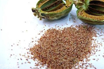 罂粟的相关法律,罂粟多少犯法 罂粟的相关法律,罂粟多少犯法