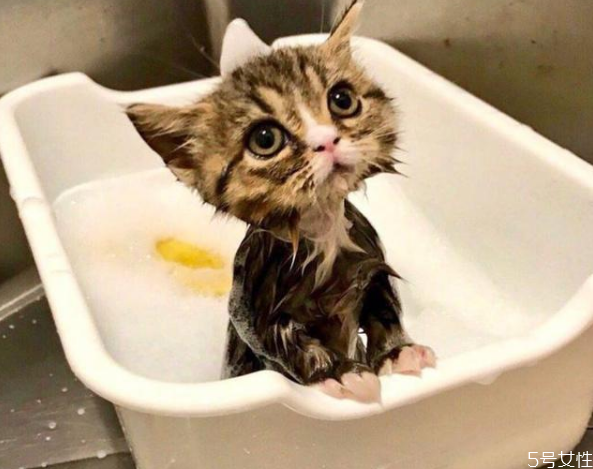 怎么去除猫身上的臭味(怎么去除猫身上的臭味)