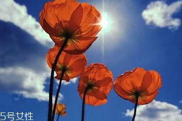 罂粟籽能吃吗,罂粟籽可以直接食用吗