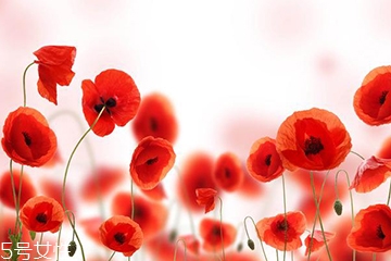 罂粟的形态特征,罂粟长什么样子的因素