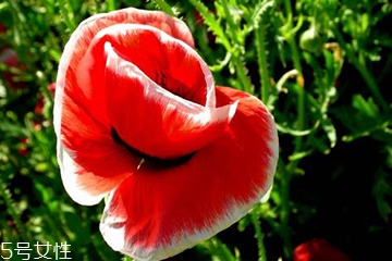 罂粟可以治疗腹泻吗,罂粟可以治疗拉肚子吗