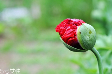 罂粟可以治牙疼吗?,罂粟果治牙痛方法 罂粟可以治牙疼吗?,罂粟果治牙痛方法