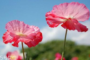 罂粟是毒品吗,罂粟是什么东西因素是什么 罂粟是毒品吗,罂粟是什么东西因素是什么