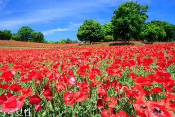 曼陀罗和罂粟区别,曼陀罗和罂粟是什么关系