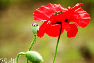 罂粟和虞美人的区别图片,罂粟和虞美人的区别