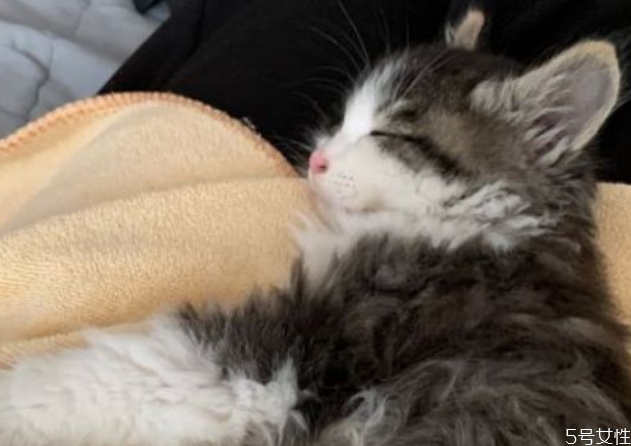 幼猫每天都有眼屎正常吗(幼猫每天都有眼屎正常吗)