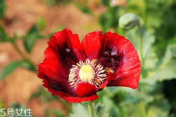 罂粟种子能带上火车吗,罂粟种子能过火车安检吗