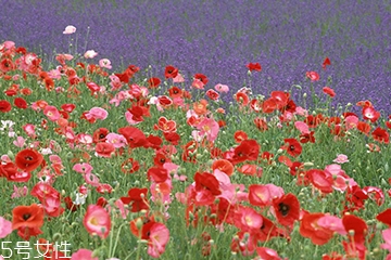 罂粟在哪里购买,罂粟在哪里可以买到