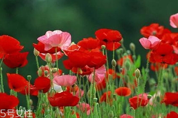 罂粟可以钓鱼吗,罂粟对钓鱼有效果吗 罂粟可以钓鱼吗,罂粟对钓鱼有效果吗