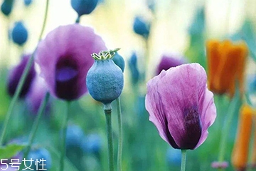 罂粟怎么药用,罂粟 药用