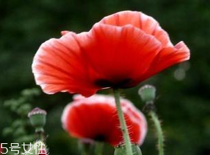 罂粟能治癌症吗,罂粟果可以治癌症吗