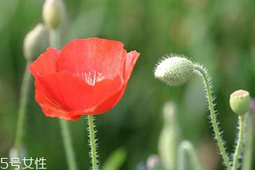 罂粟吃了会拉肚子吗,罂粟为什么能治拉肚子