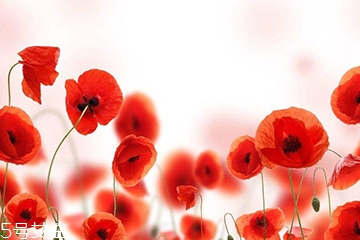 罂粟能治咳嗽吗?,罂粟果可以治咳嗽吗?